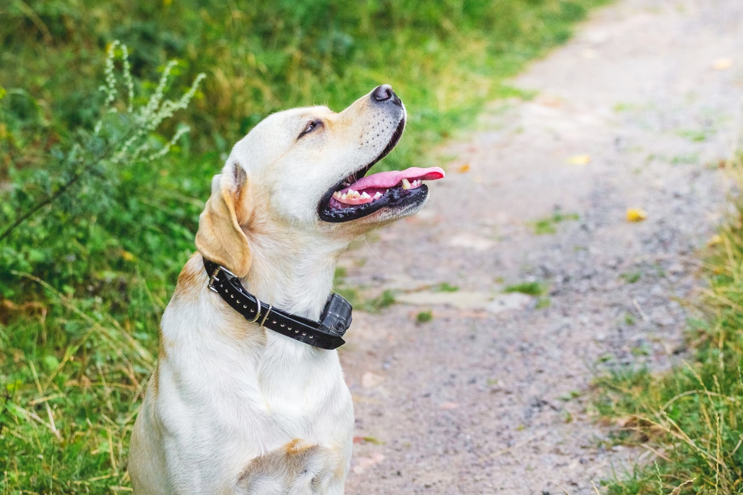 Reparación y venta de collares GPS para perros de caza
